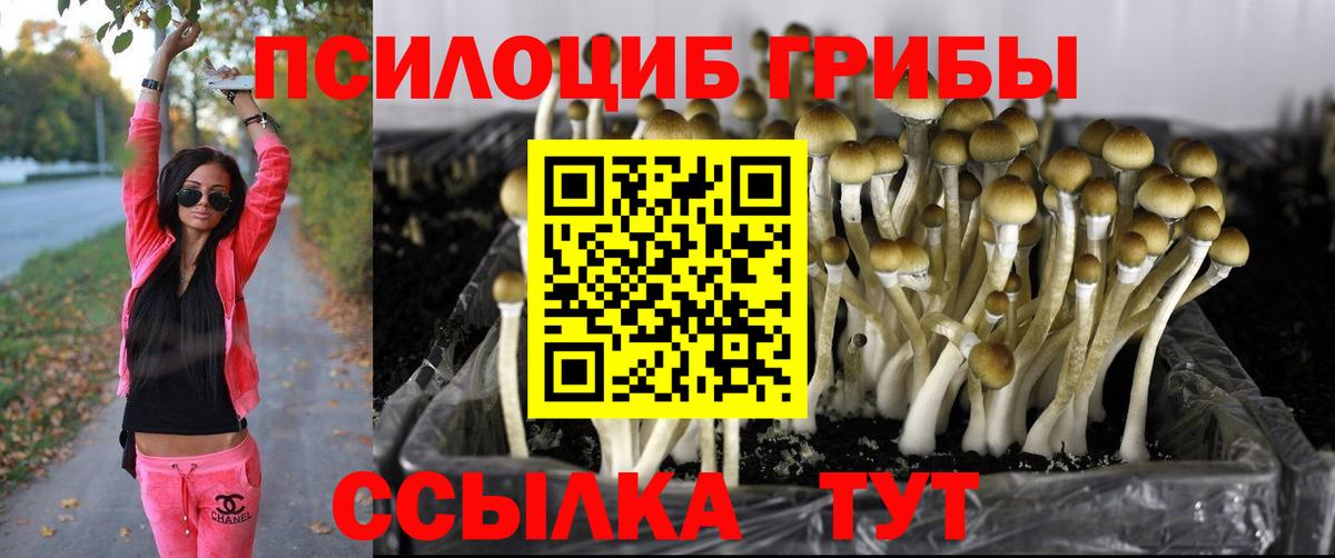Галлюциногенные грибы Cubensis Лесосибирск